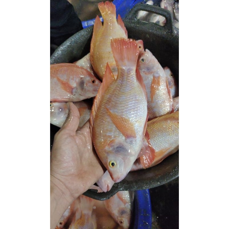 

ikan nila promo lapak baru 18000, 1/2kg