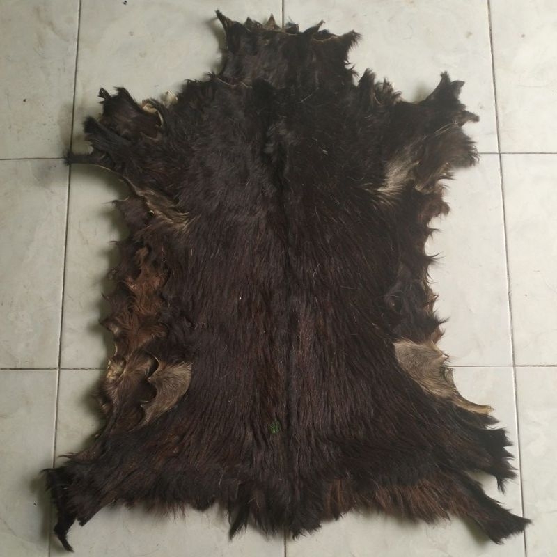 lulang kambing jawa 70x60