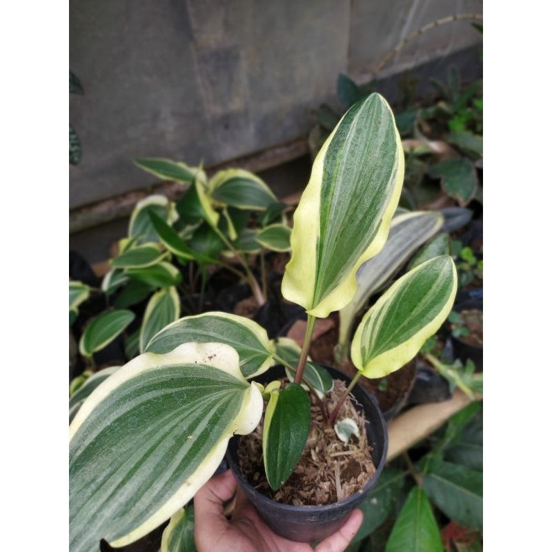 drimiopsis variegata lidah katak var