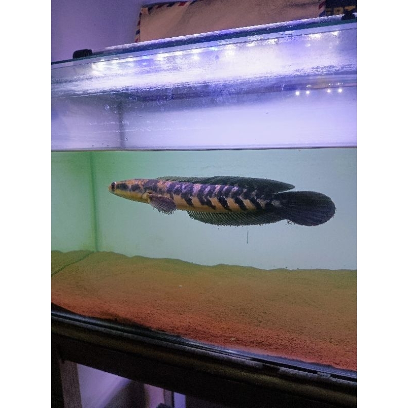 Channa maru Yellow sentarum 19-20cm Simet Grade A