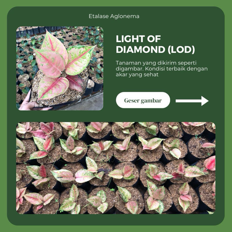 LOD AGLONEMA (Light of diamond)