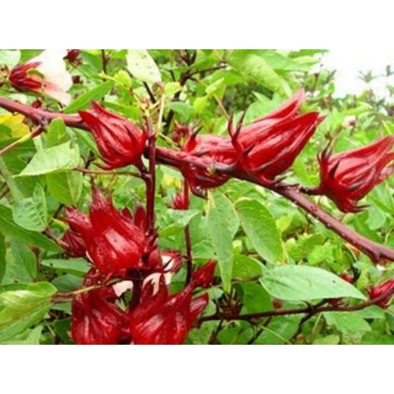 bibit bunga Rosella merah tanaman Rosella merah bunga hibiscus merah Rosella merah teh rosella