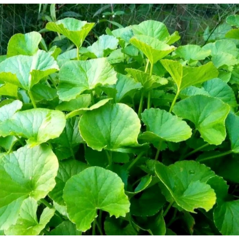 

Daun pegagan/antanan segar 100 gram