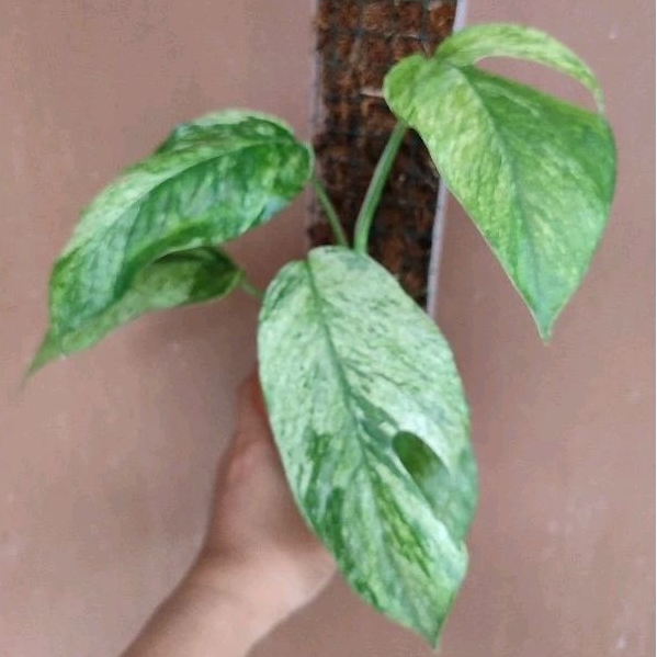 Epipremnum hanoman varigata