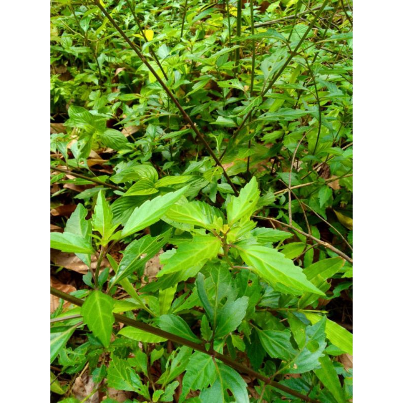 

daun kumis kucing segar paket hemat 500 gram