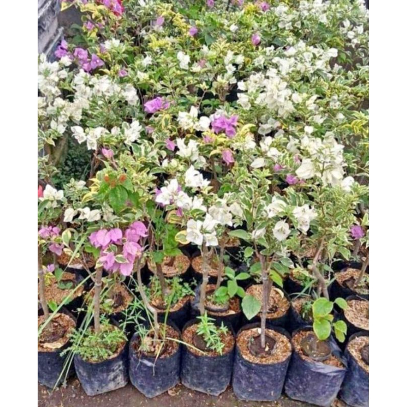 BOUGENVILLE VARIEGATA