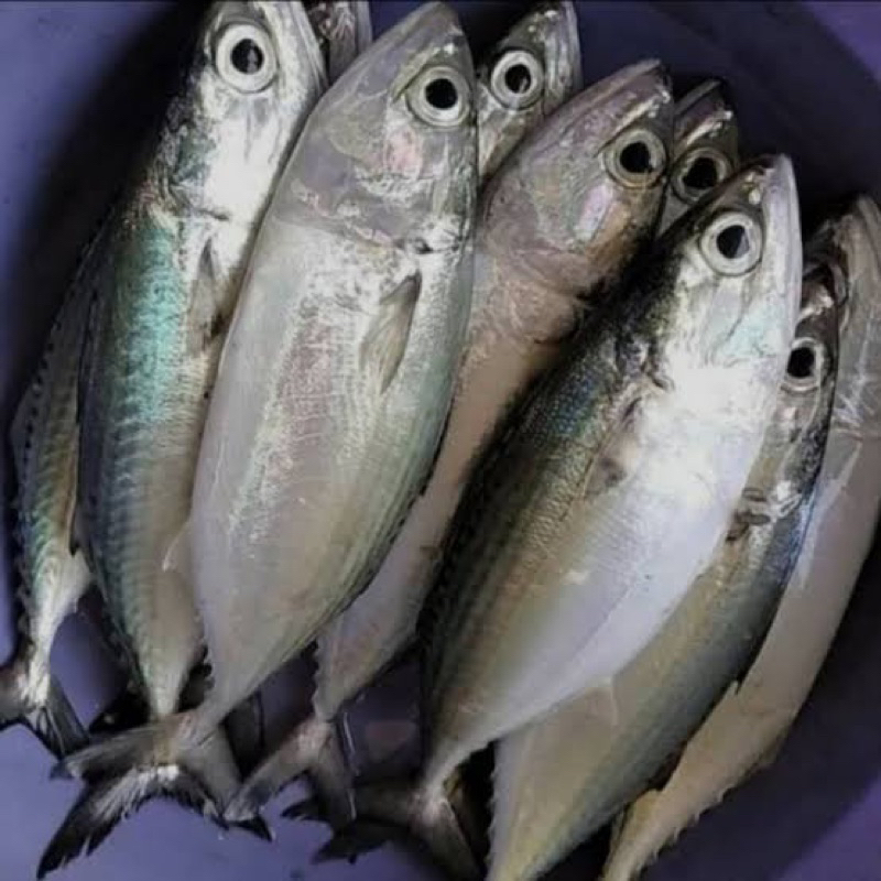 

Ikan kembung banjar 1kg/1000grm