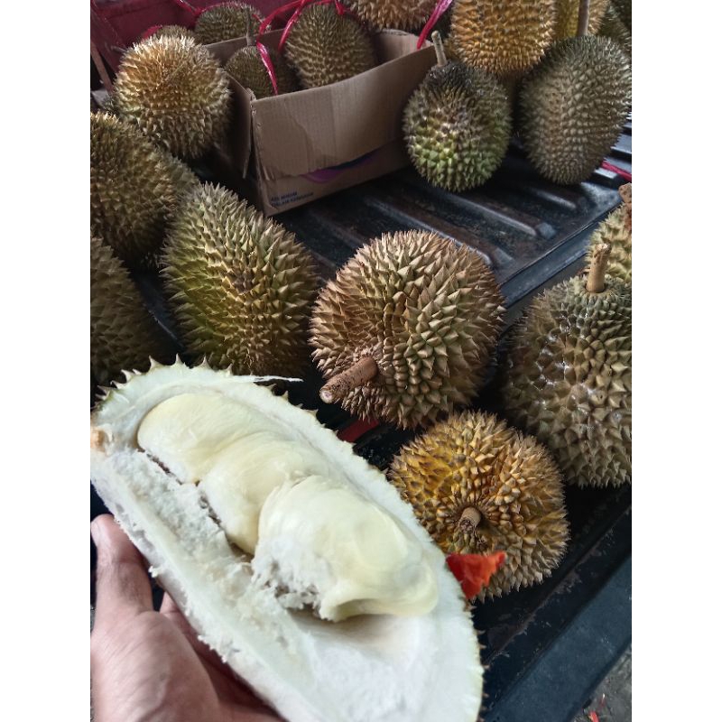 

duren