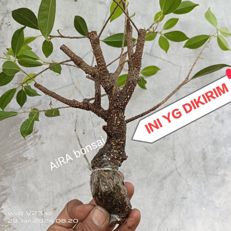 bahan bonsai kimeng cangkokan prospek