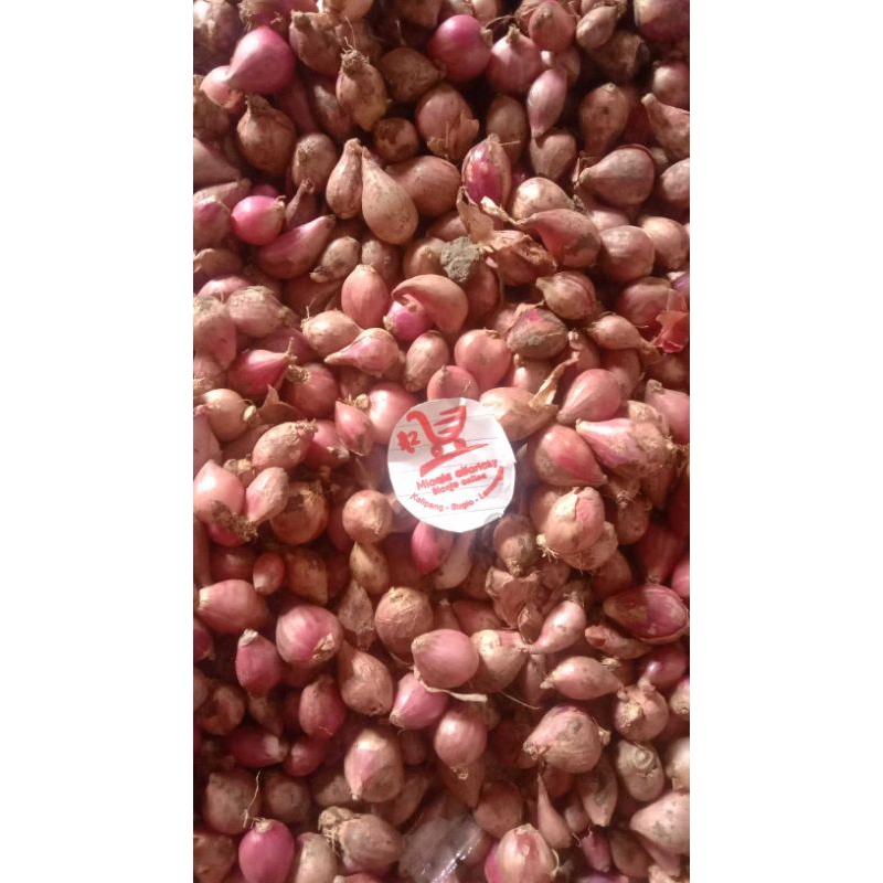 

BAWANG MERAH JUNIOR 500g