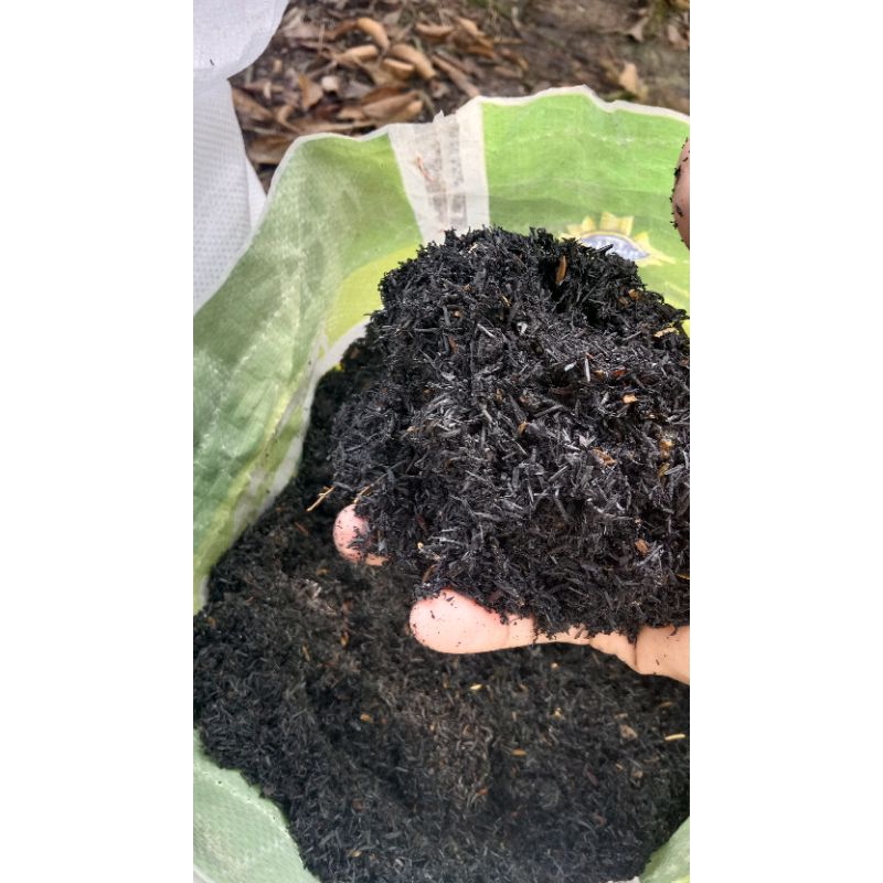 Sekam bakar arang sekam