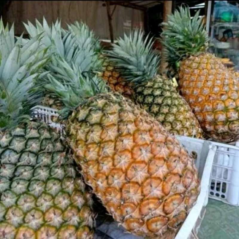 BIBIT TANAMAN TERMURAH BIBIT BUAH NANAS JUMBO// NANAS BAGONG