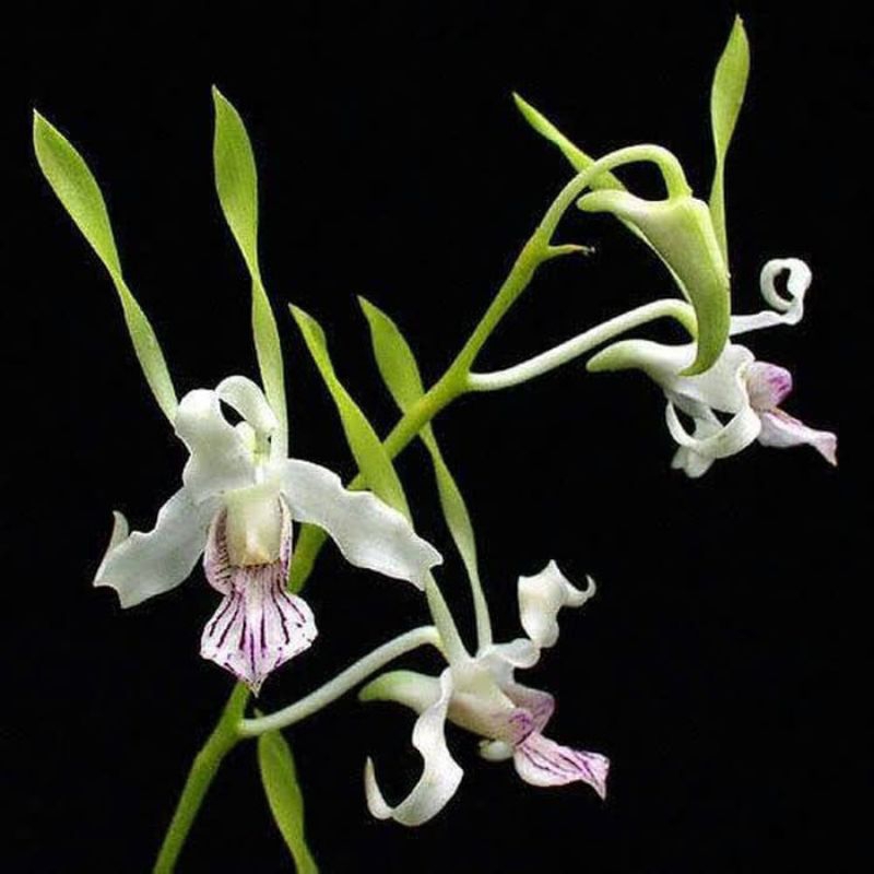 Anggrek Dendrobium Keriting Antenatum Dewasa Siap Bunga Plant Bagus Rimbun