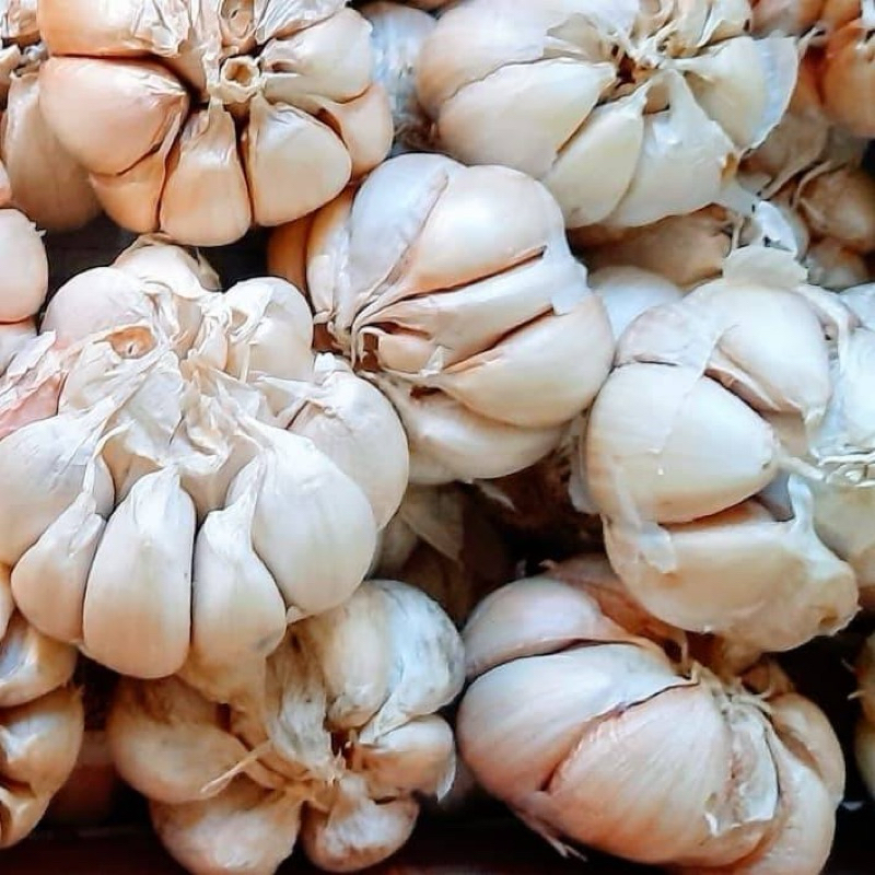 

Bawang putih fresh segar bawang bodas grosir buah sayur bandung30