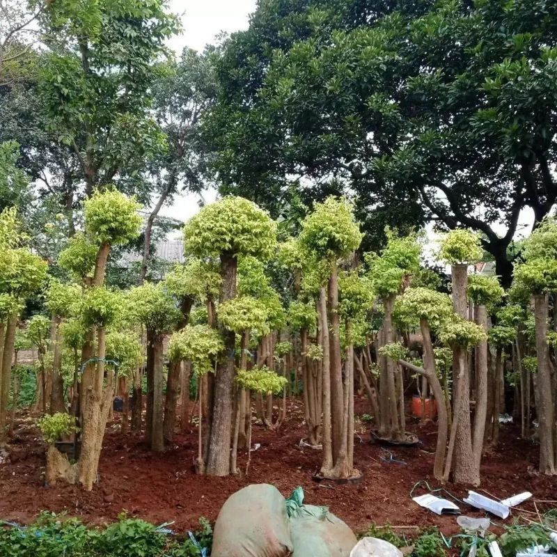 *PROMO* Pohon Anting Putri / Anting Putri / Landscape Anting Putri / Bonsai Anting Putri