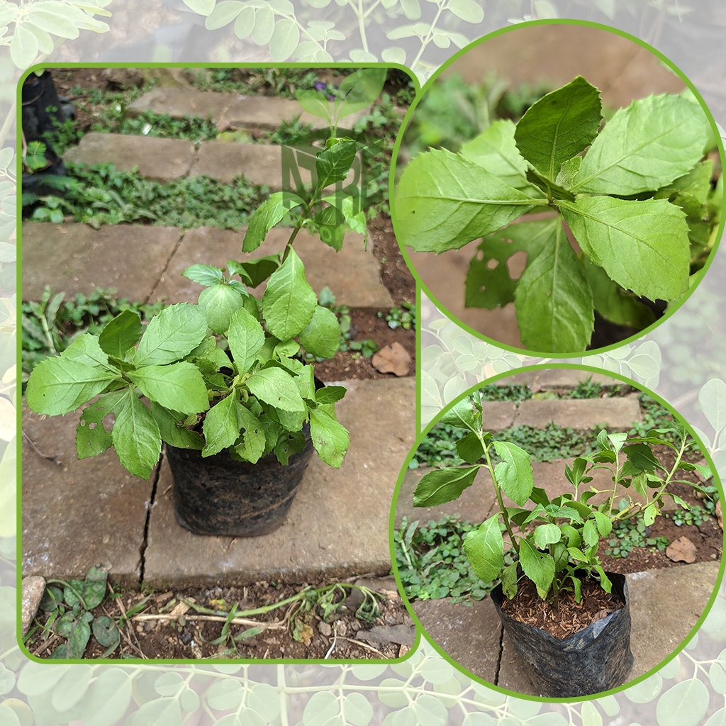 Bibit Tanaman Beluntas Pohon Beluntas Tanaman Daun Beluntas Bibit Daun Beluntas Lenabeau Lematosa Ba