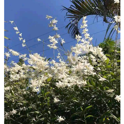 BIBIT ANGGREK MERPATI SIAP BERBUNGA