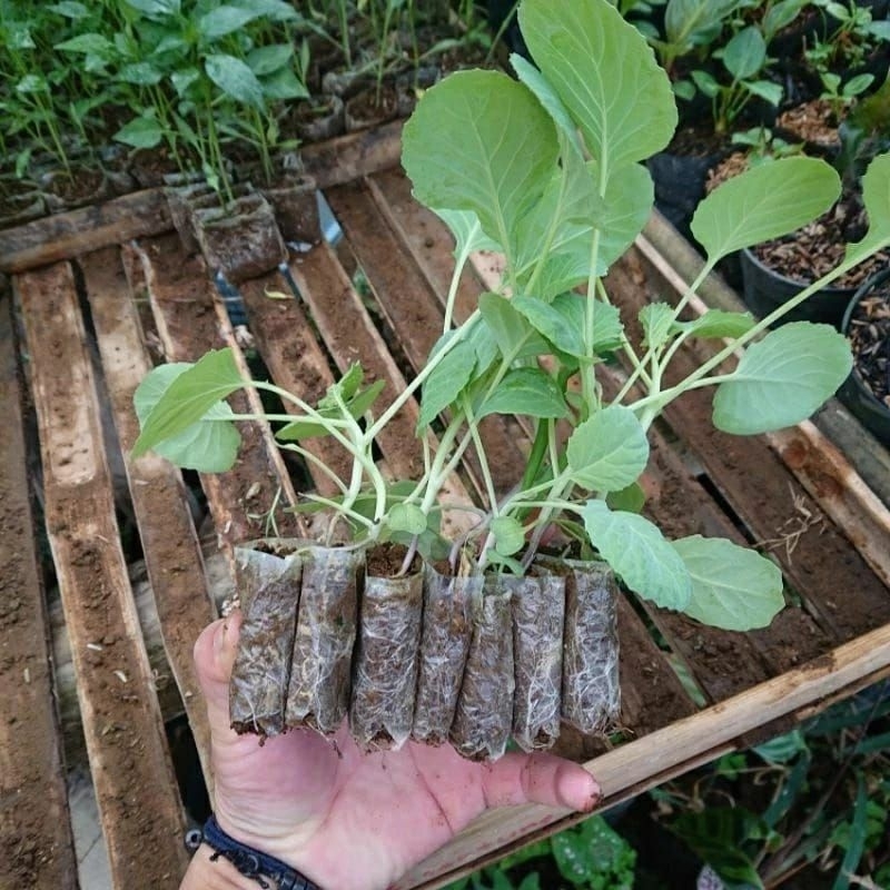 Paket 30 Tanaman Bibit Kubis Bibit Kol Siap Tanam