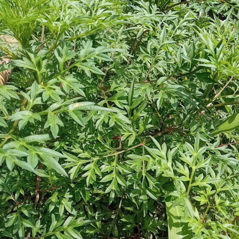 

Daun Kenikir atau Raramidang FRESH 150gram
