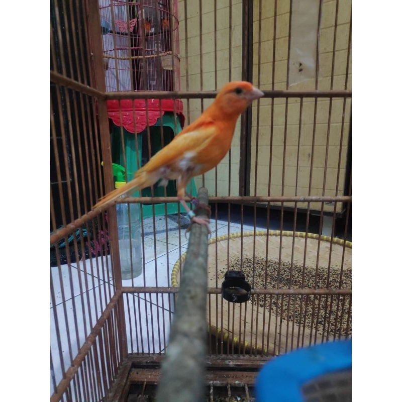 Kenari merlok paud jantan trah juara + red siskin paud betina