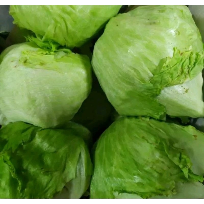 

SAYUR LETTUCE HEAD / Sayur Letuce / ICE BERG /JAMIN SEGAR