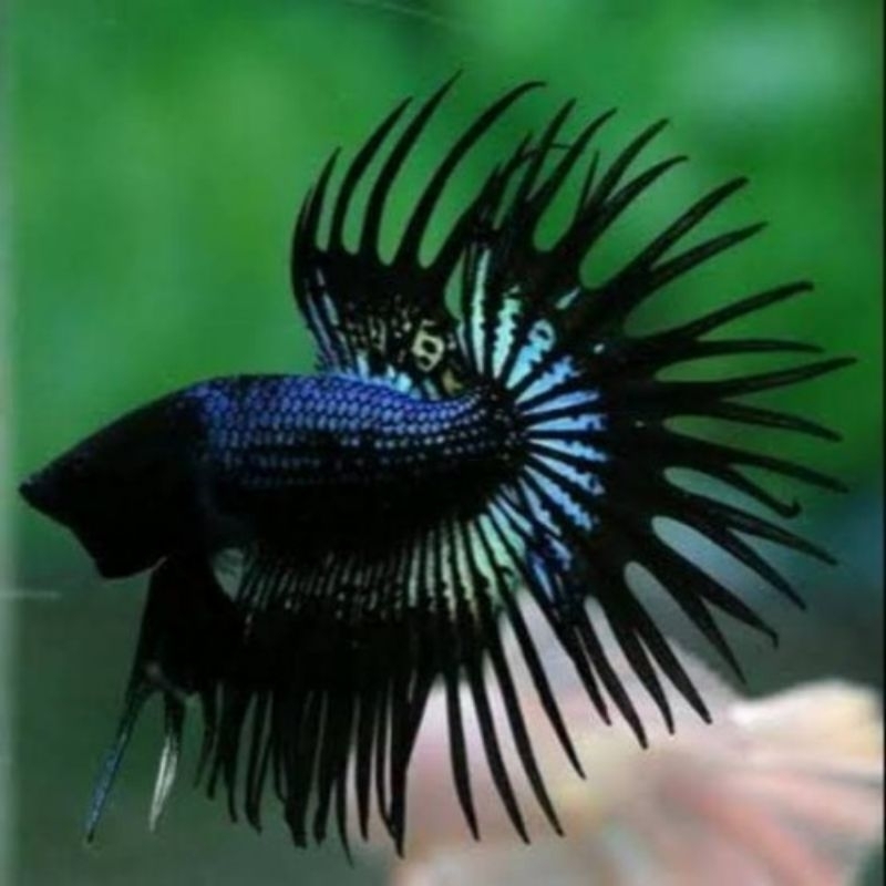Crowntail black orchid