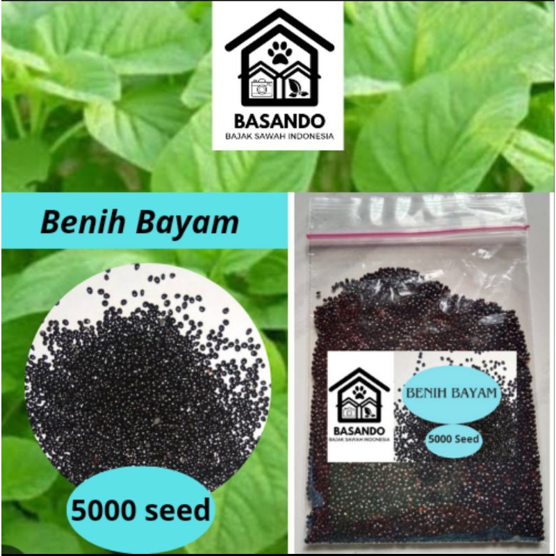 Benih bayam 5000 biji