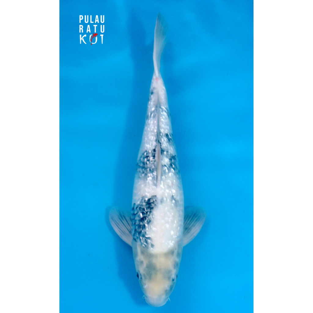 ginrin shiro omosako 45 bu male ikan koi import sertifikat breeder 975