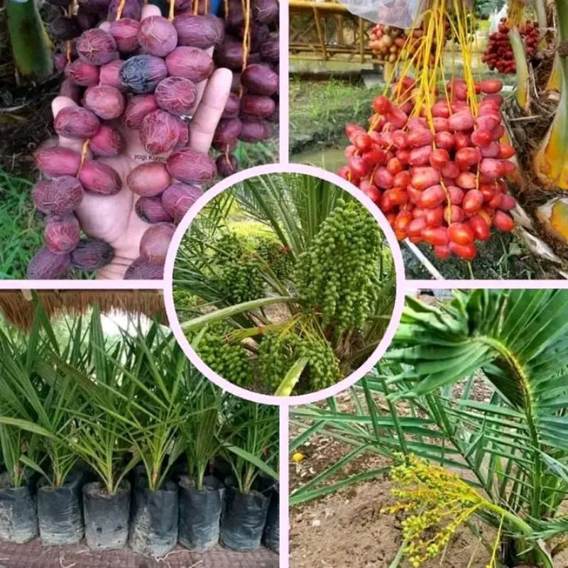 Bibit kurma ajwa iklim tropis pendek bisa buah ( beli 5 gratis 1)
