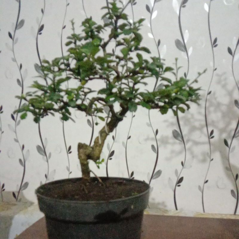 hokianti buah