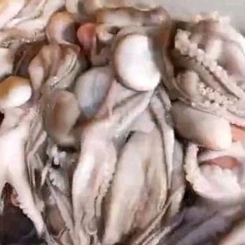 

Frozen Baby Gurita Fresh ±500gr MURAH