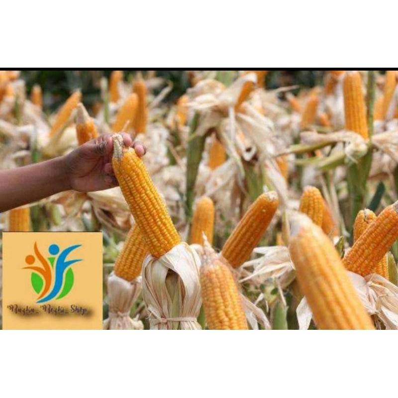 

Jagung Kering Pipil Kemasan 1Kg