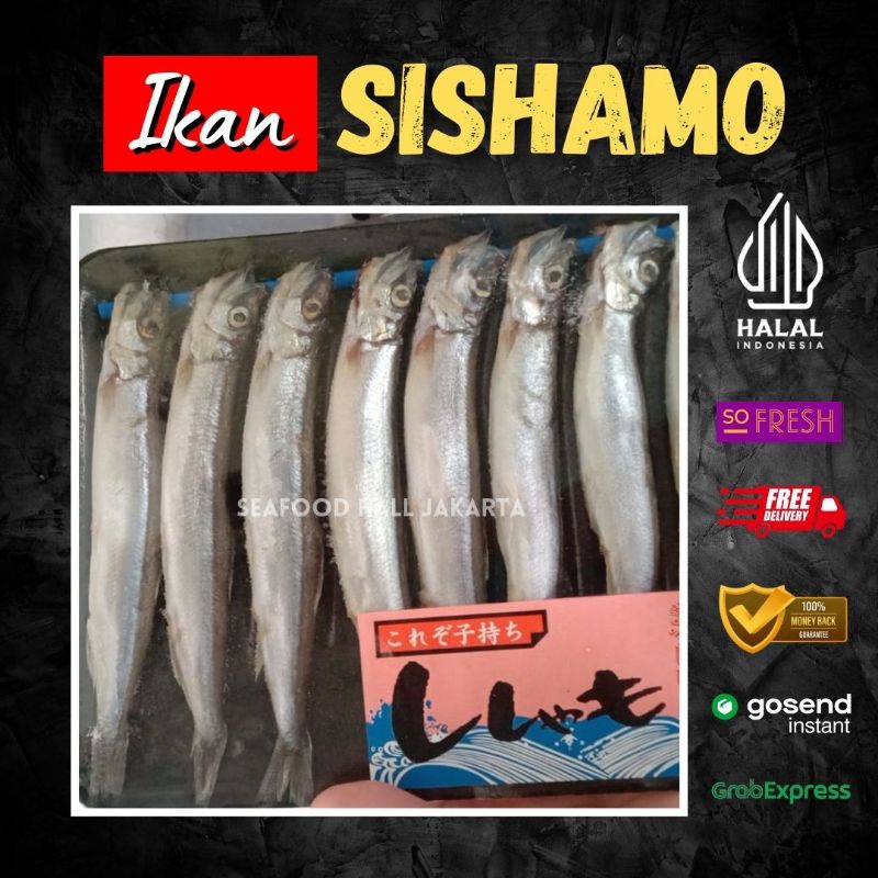 

Ikan Shisamo 1 pcs isi 8 / Ikan Segar Shisamo