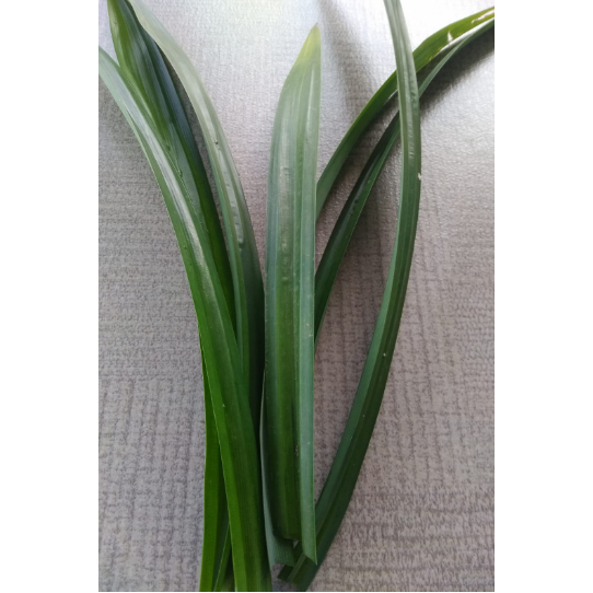 

DAUN PANDAN / 1 IKAT