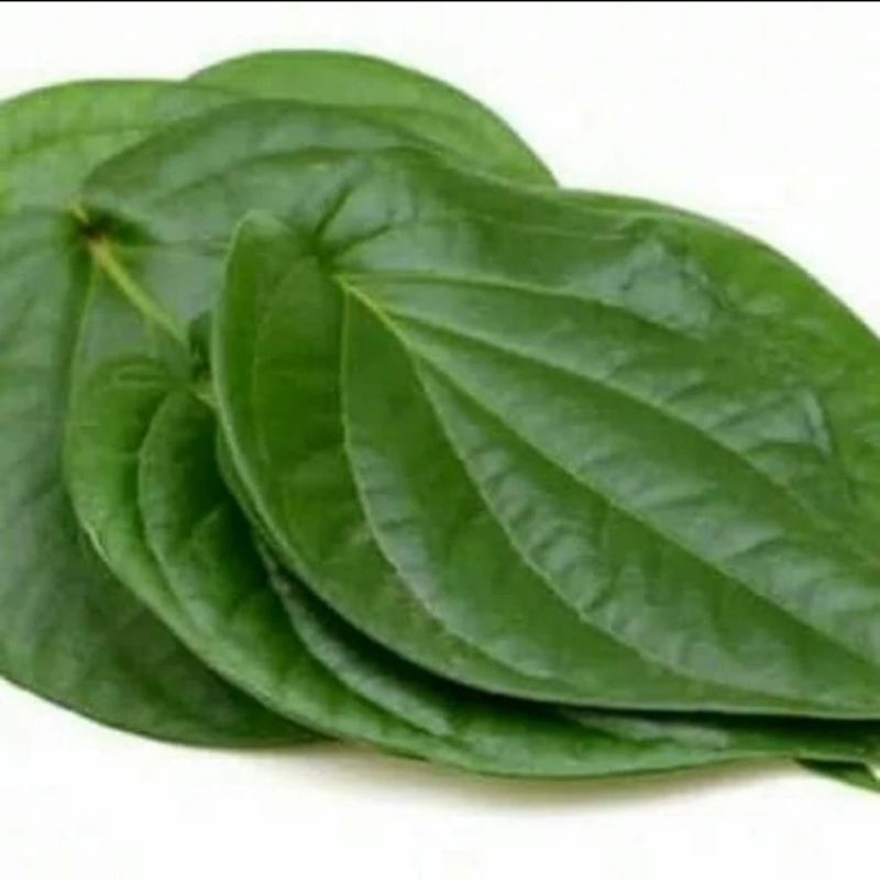 

Daun Sirih Fresh Segar Alami