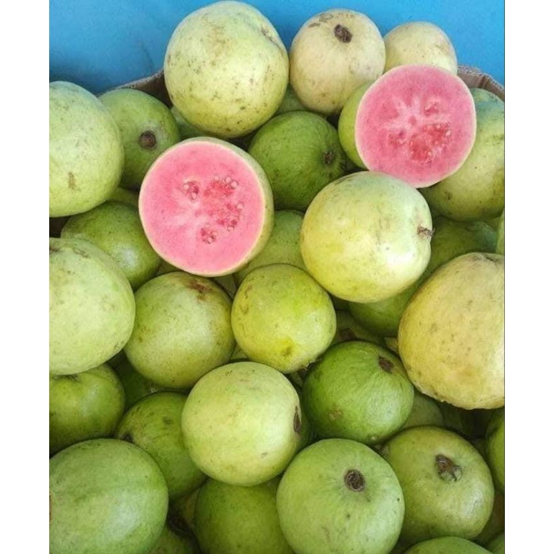 

jambu biji merah/buah fresh99 1000g/1kg