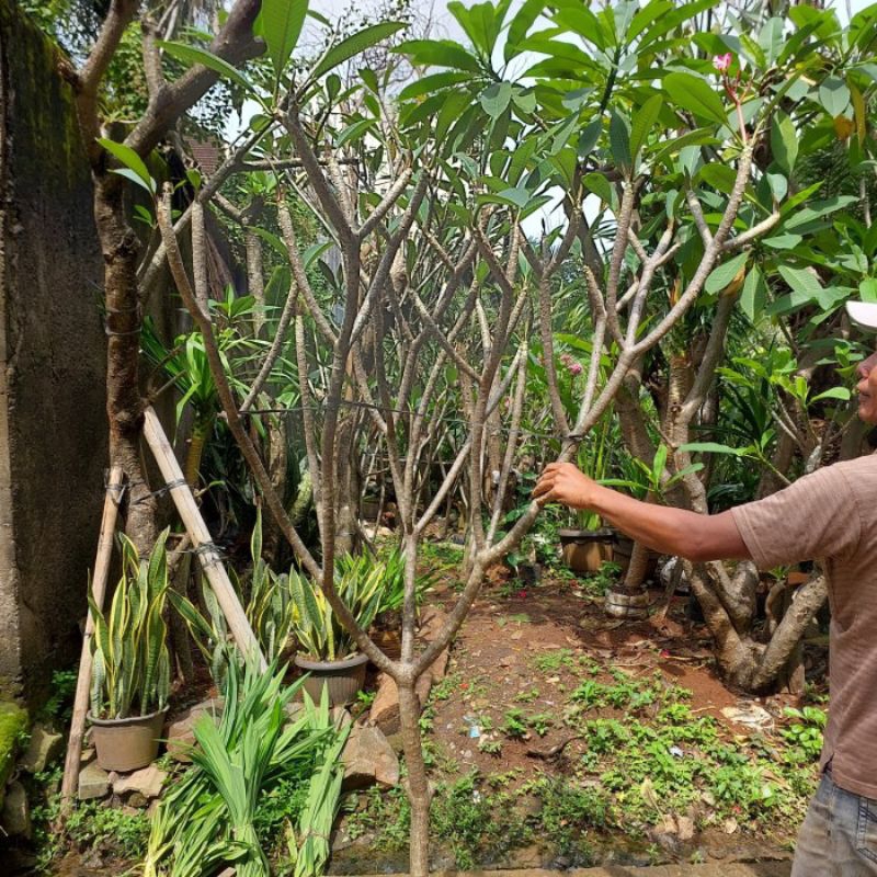 POHON KAMBOJA BALI TINGGI 2 METER BUNGA PINK/KUNING - POHON KAMBOJA BALI BATANG SUPERR