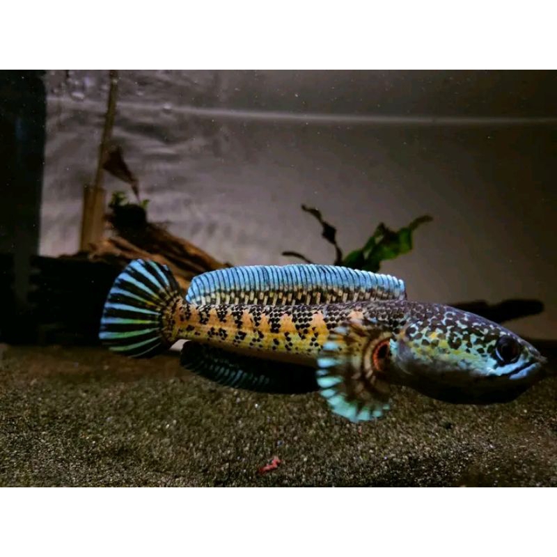 Auranti Machulata High Fin Top 1Pair Size 20+