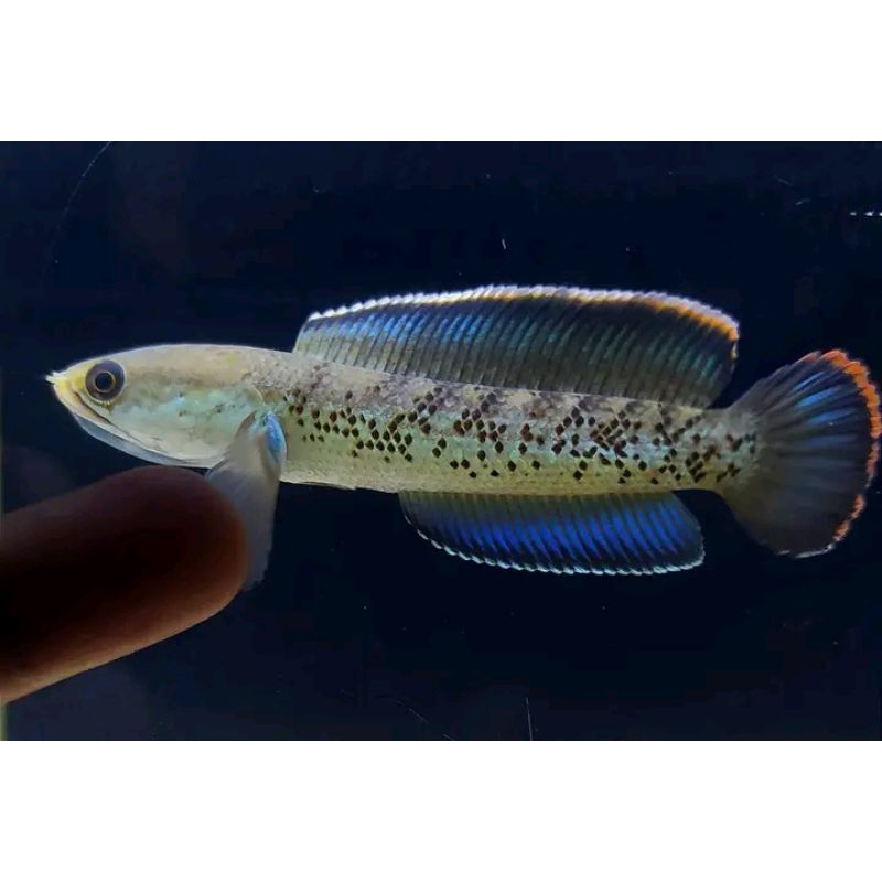Stewarti Karbilong Big Size 12-15cm