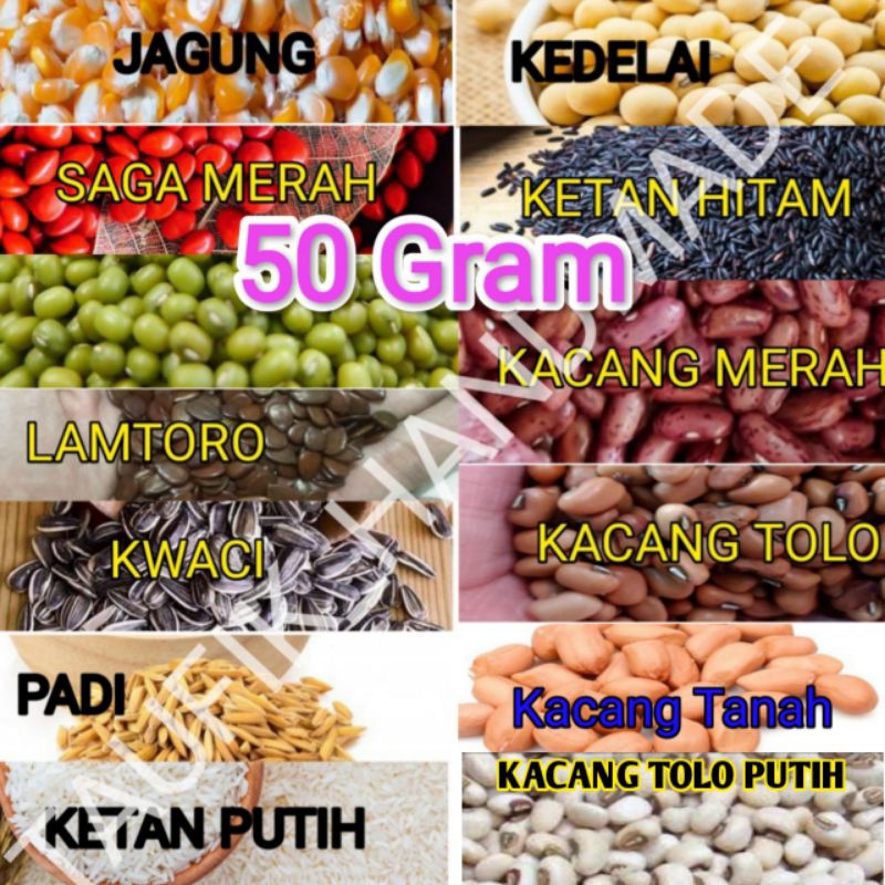 

Biji bijian bahan kolase 50 Gram