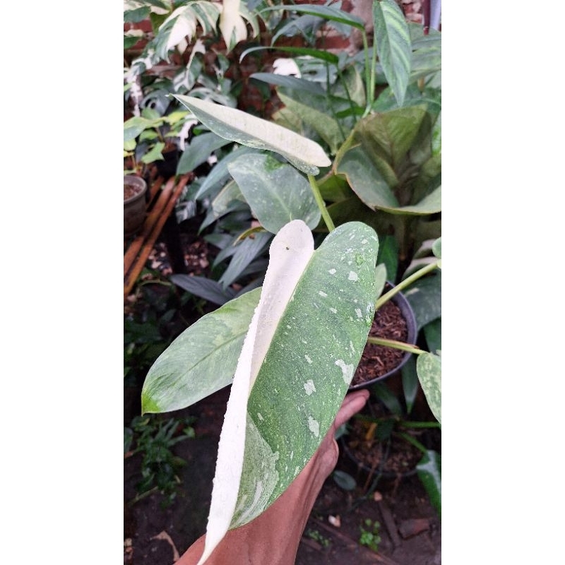 PHILODENDRON JOSEBUONO