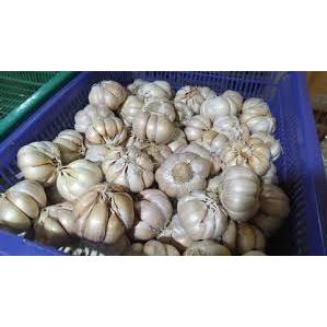 

BAWANG PUTIH SUPER ONION GARLIC FRESH BUMBU DAPUR BUMBU MASAK SEMBAKO BANDUNG MURAH