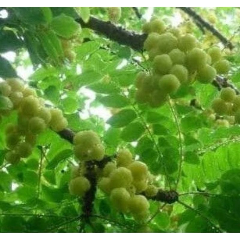 

DAUN CEREMAI,DAUN CEREMAI SEGAR