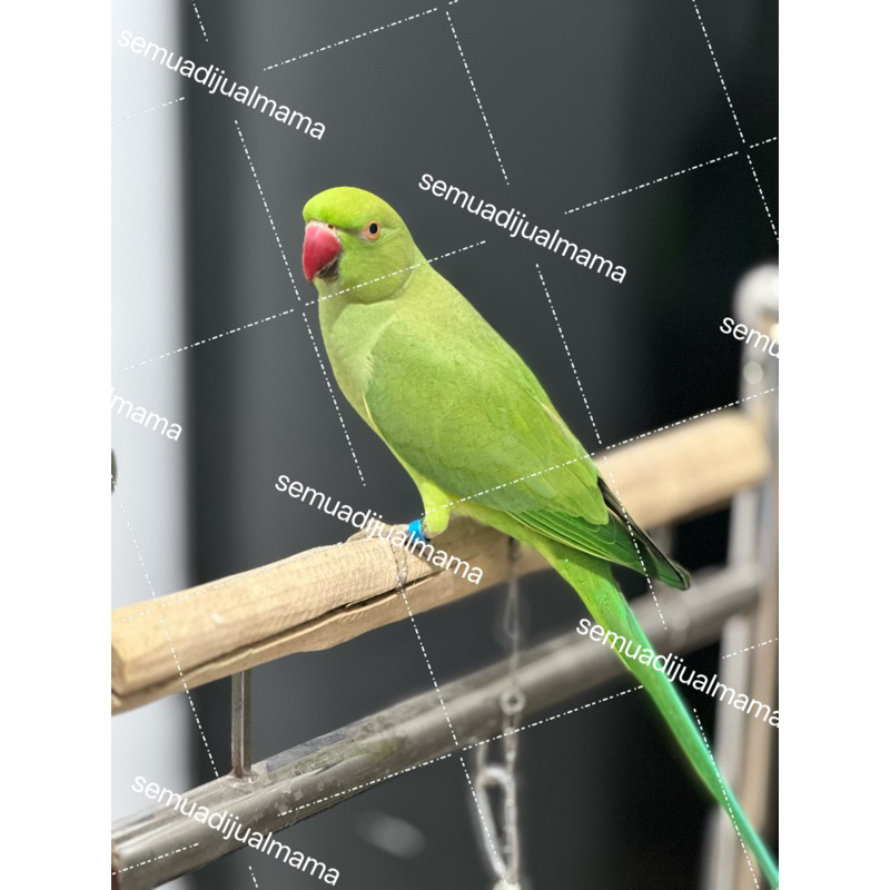 Indian Ringneck parrot IRN burung talking jantan