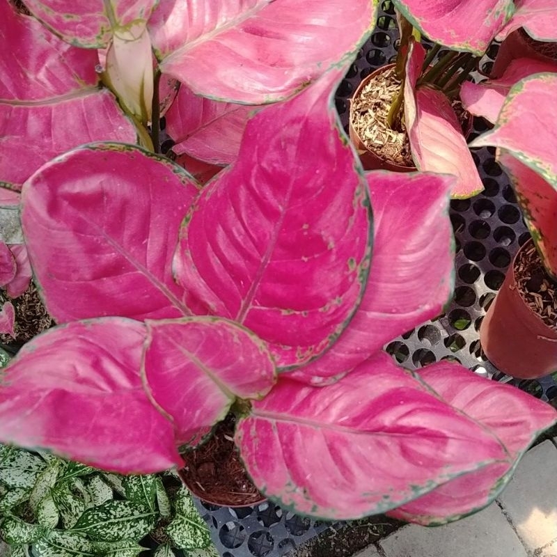 Aglonema red Anjamani/Red anjamani