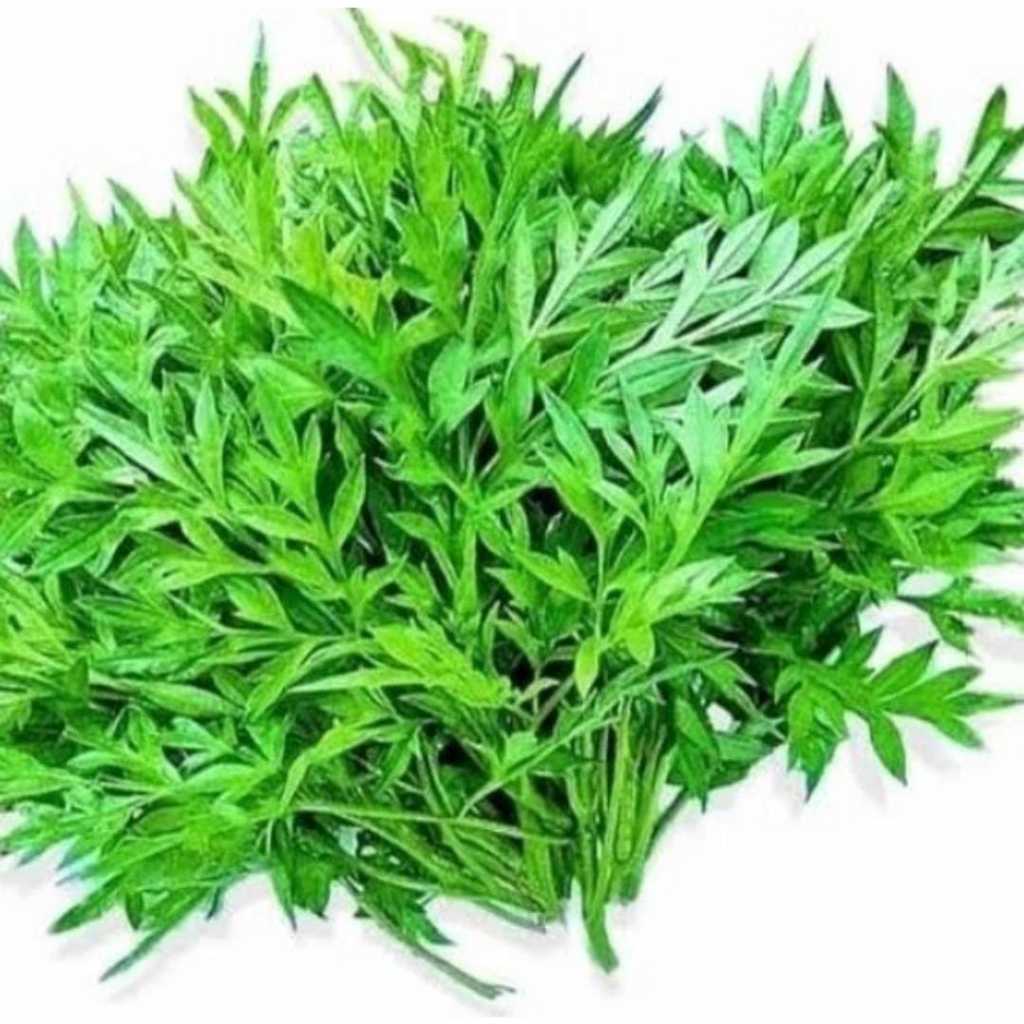 

Daun Kenikir Fresh Perpack
