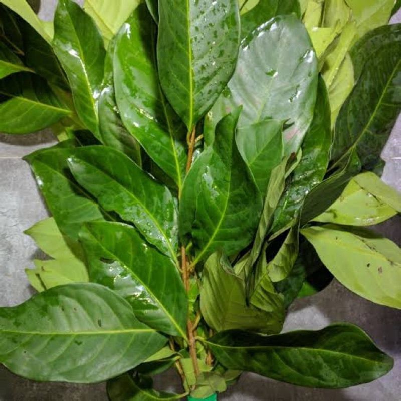 

Daun salam segar bumbu dapur