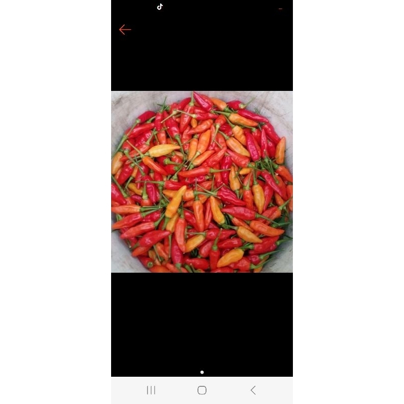 

Cabe Rawit Kecil tangkai