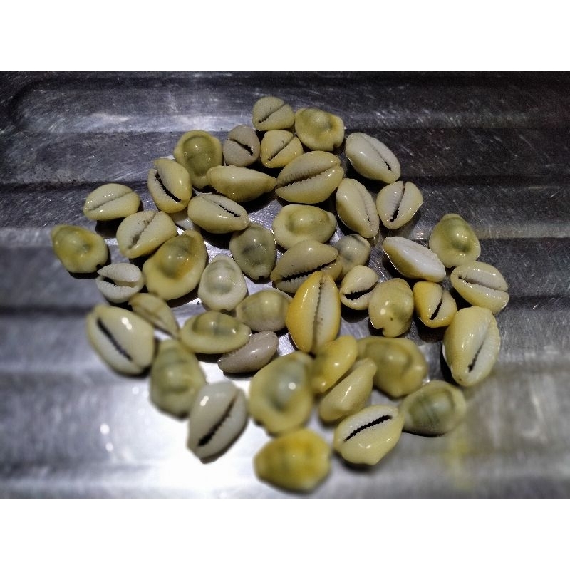 kuwuk kuning  kuwuk gajih  kuwuk kerang  kuwuk murah  100gram