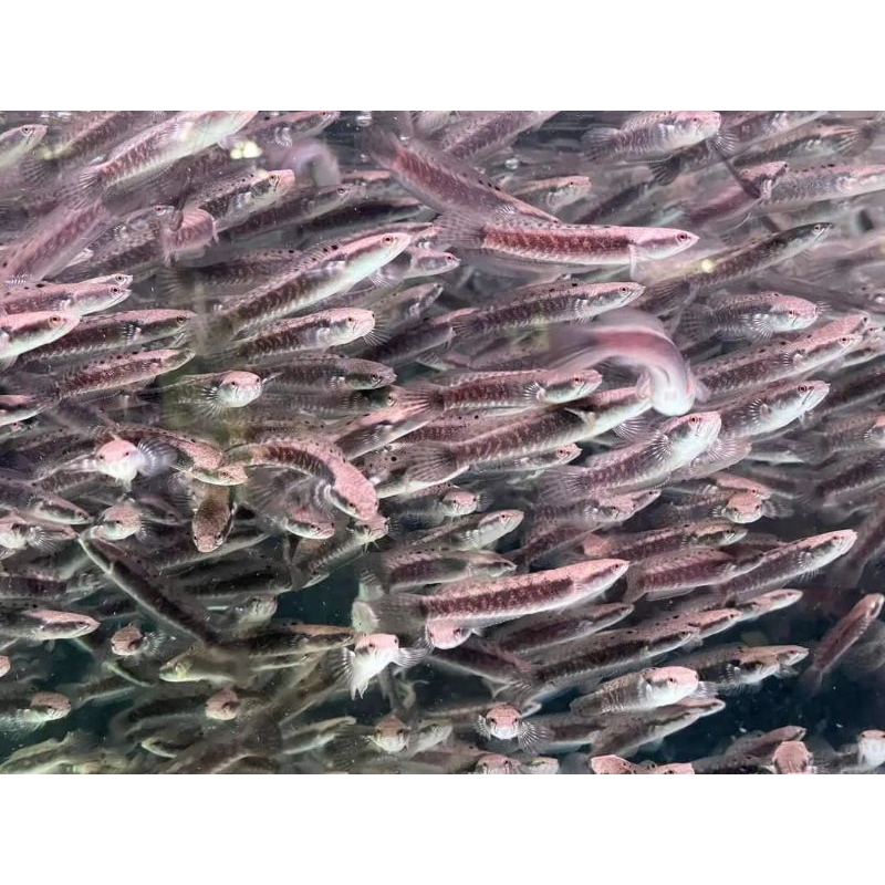 Ikan Channa Blue Pulchra Isi 10 Ekor Partaian Full Dot Berkualitas Premium Sortiran Size 4Cm-8Cm,Par